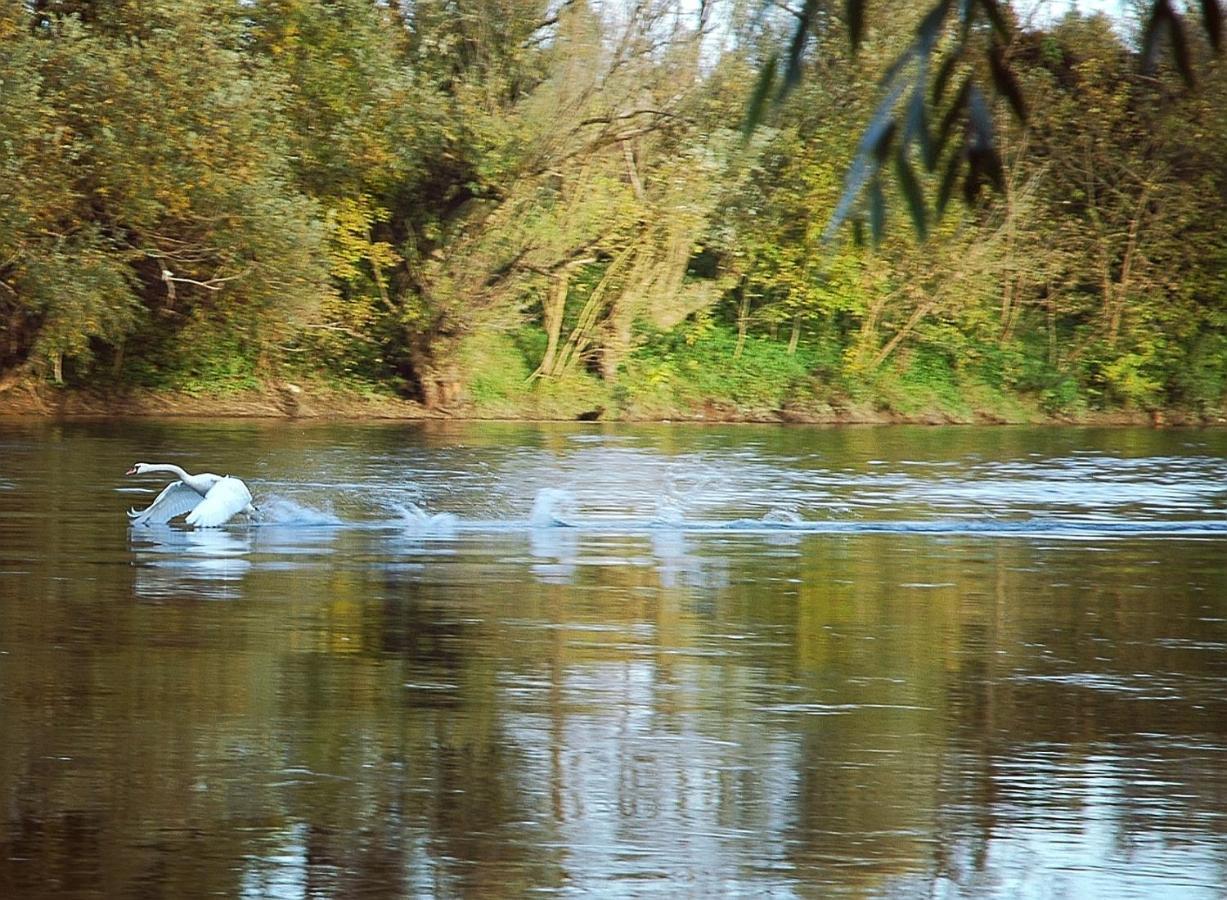 Lasinja Zagreb, Kuca Za Odmor Swan River Holiday House מראה חיצוני תמונה