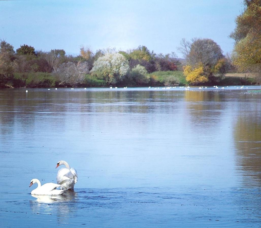 Lasinja Zagreb, Kuca Za Odmor Swan River Holiday House מראה חיצוני תמונה